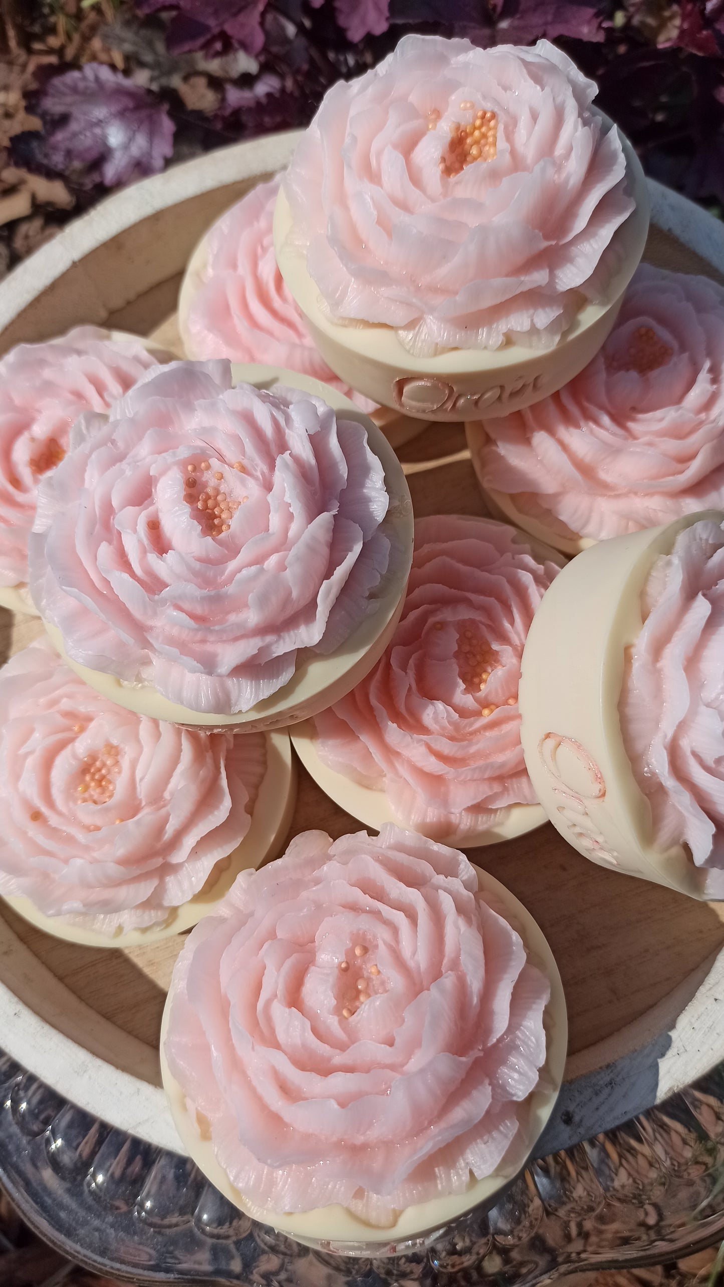 Sweet camelia