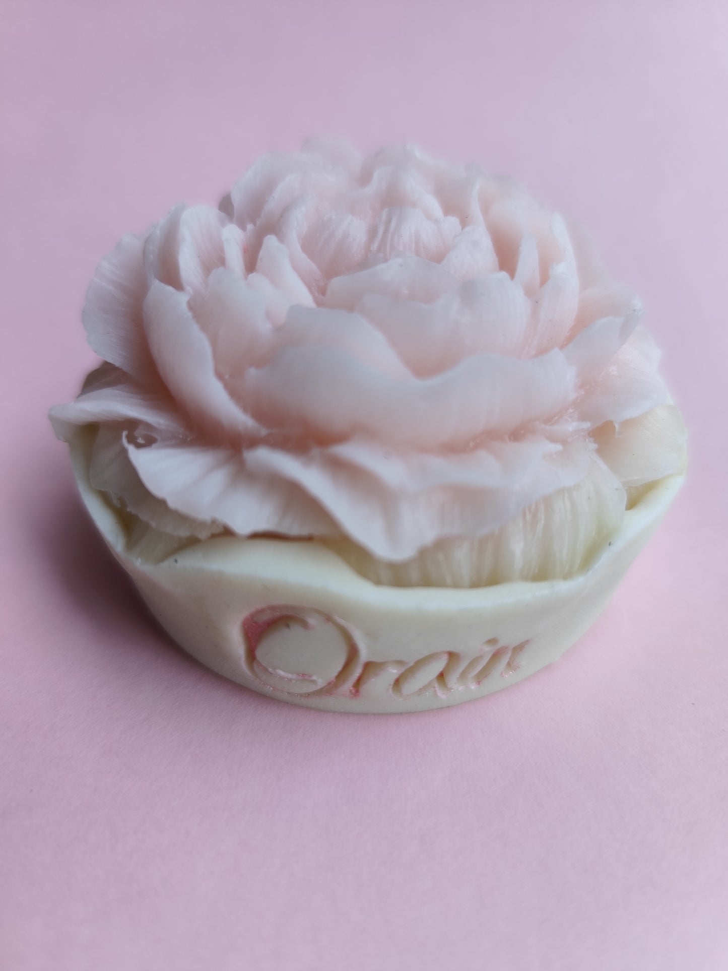 Sweet camelia