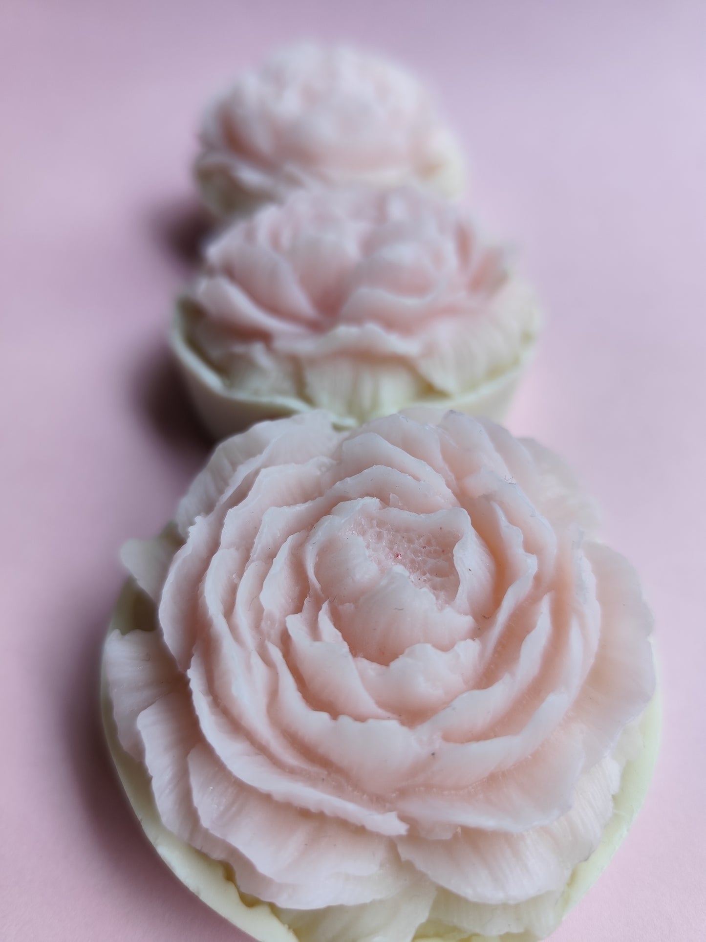Sweet camelia