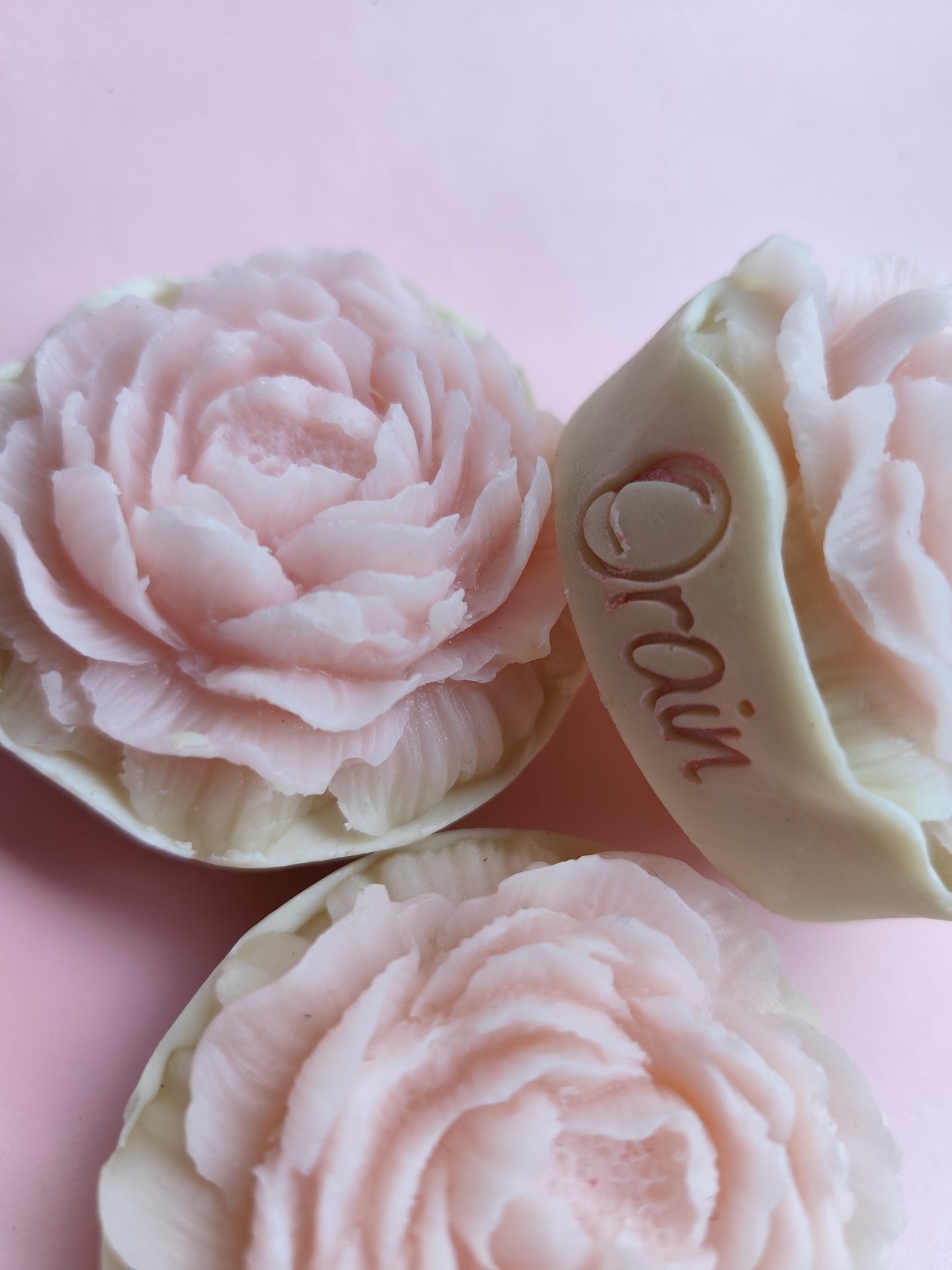 Sweet camelia