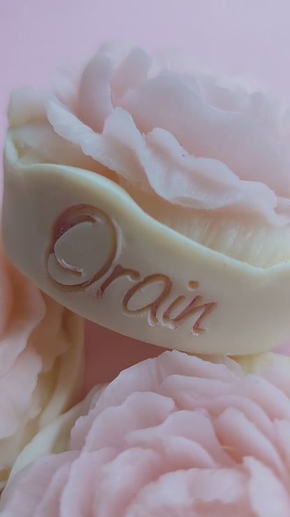 Sweet camelia